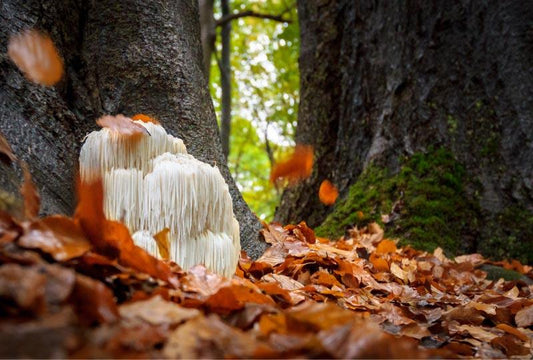 Lion's Mane Mushroom Health Benefits - Lions Mane Mushrooms Cut Up in Bowl Held by Hands - Cutting Board with Other Vegetables