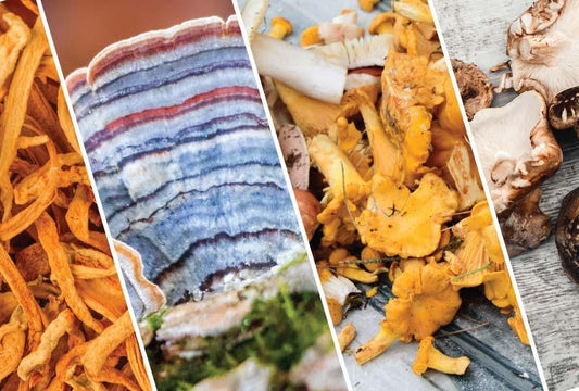 4 Most Powerful Medicinal Mushrooms for Supercharging Your Health - Nublume