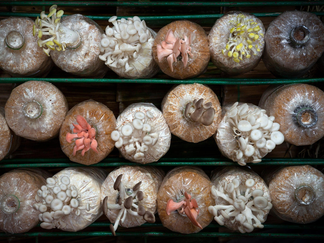 How to Pasteurize Mushroom Substrate in 5 Easy Steps - Nublume