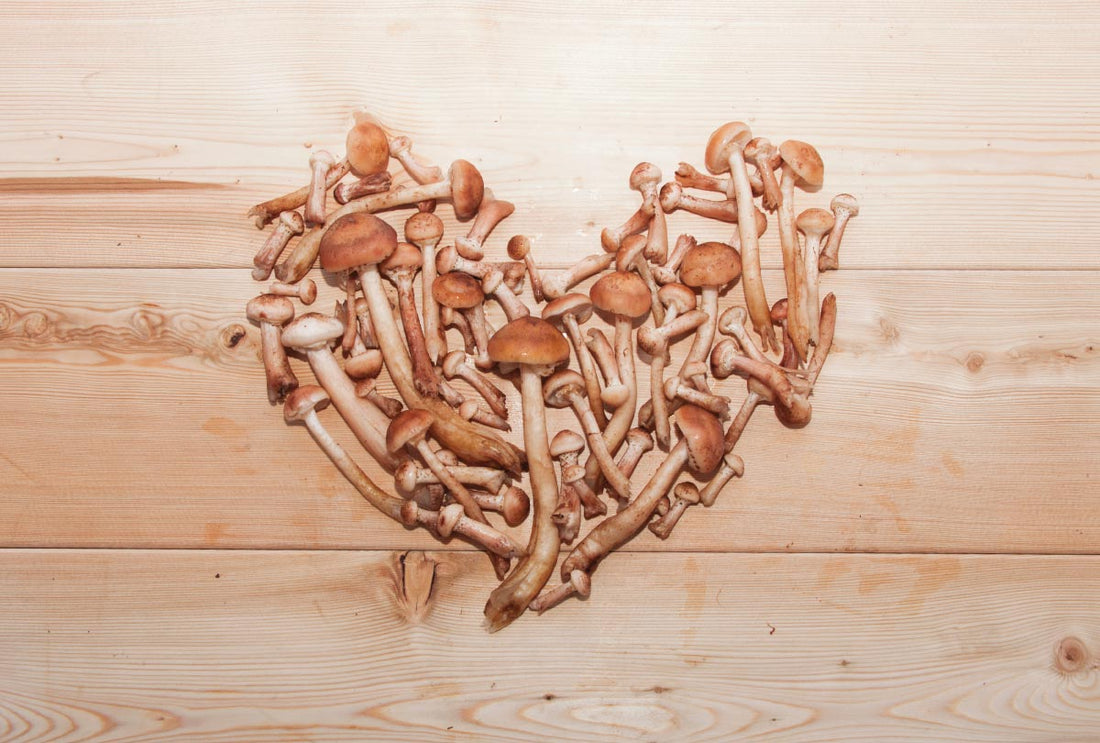 The Strange and Wonderful World of Mushroom Reproduction