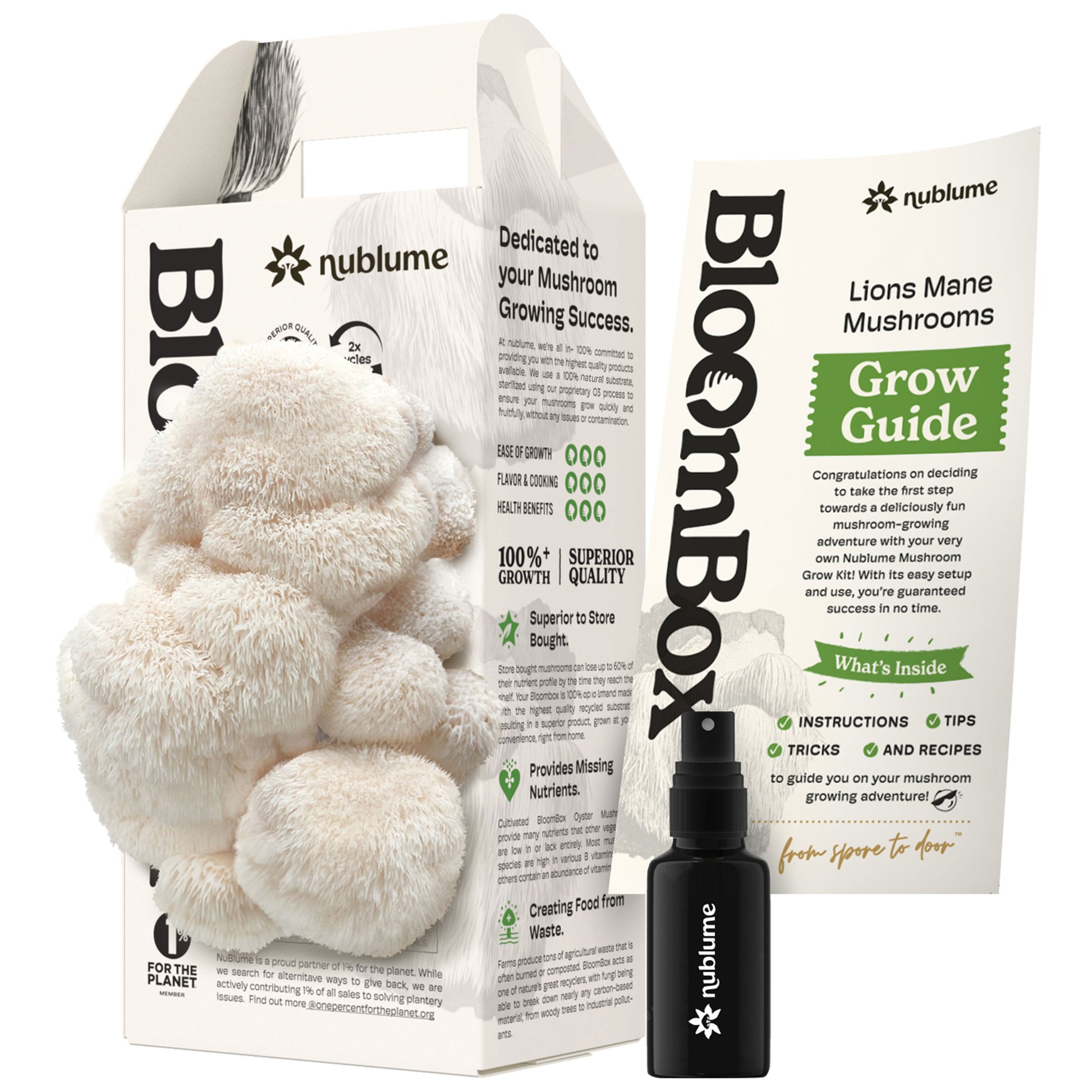 All-natural indoor Lion's Mane mushroom grow kit by Nublume Mushroom, featuring a clear growing chamber and light brown subs