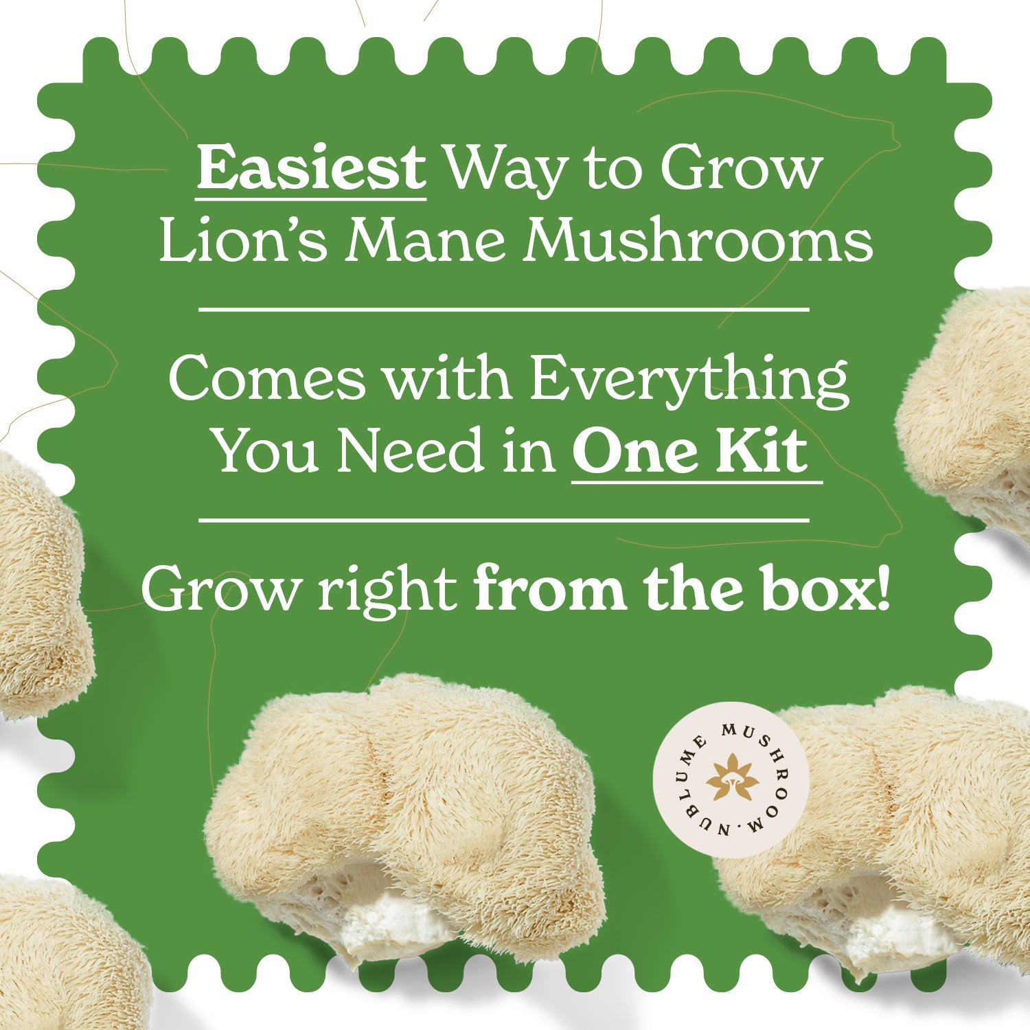 BloomBox Lion's Mane mushroom grow kit with all-natural materials, featuring a compact design for indoor cultivation.