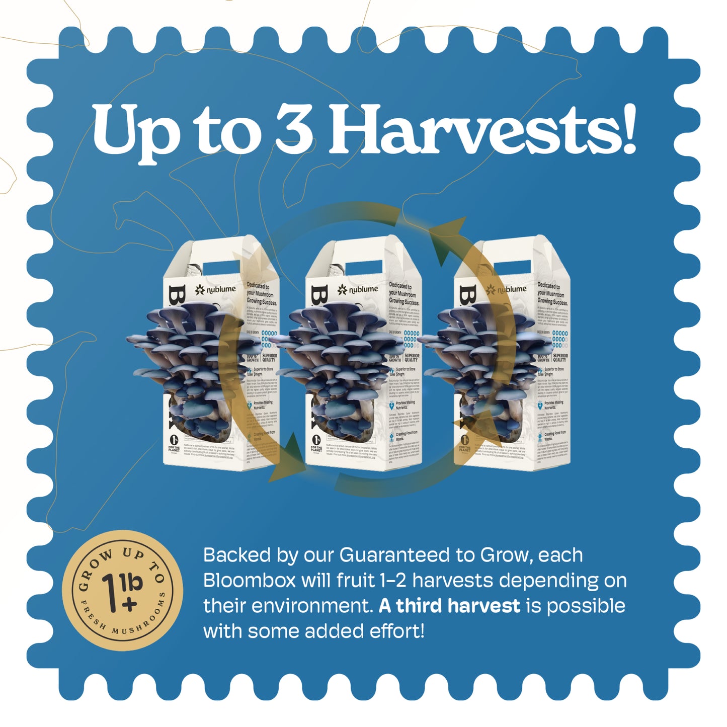 BloomBox Blue Oyster Mushroom Growing Kit by Nublume Mushroom, all-natural with growing instructions and mushroom substrate.