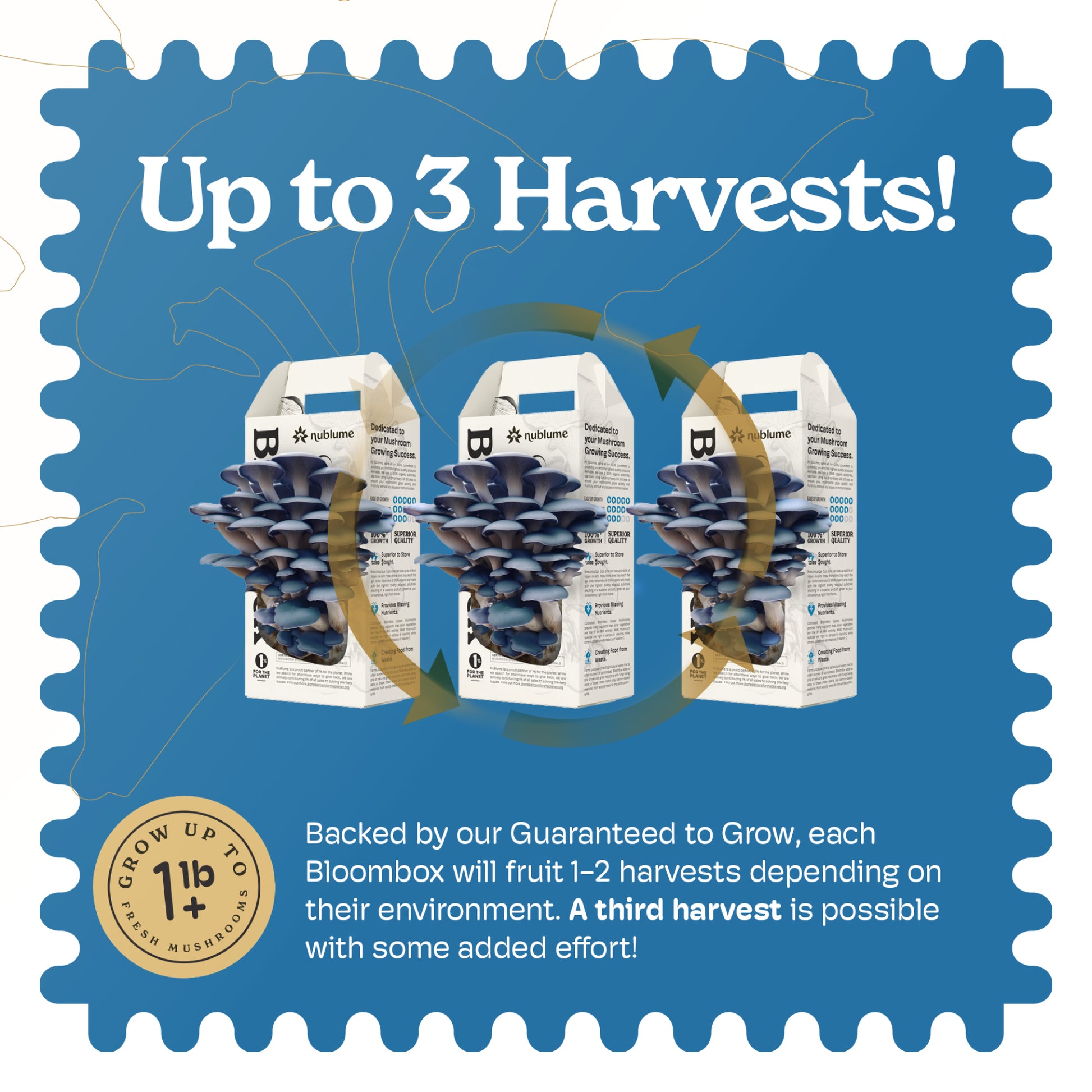 BloomBox Blue Oyster Mushroom Growing Kit by Nublume Mushroom, all-natural with growing instructions and mushroom substrate.