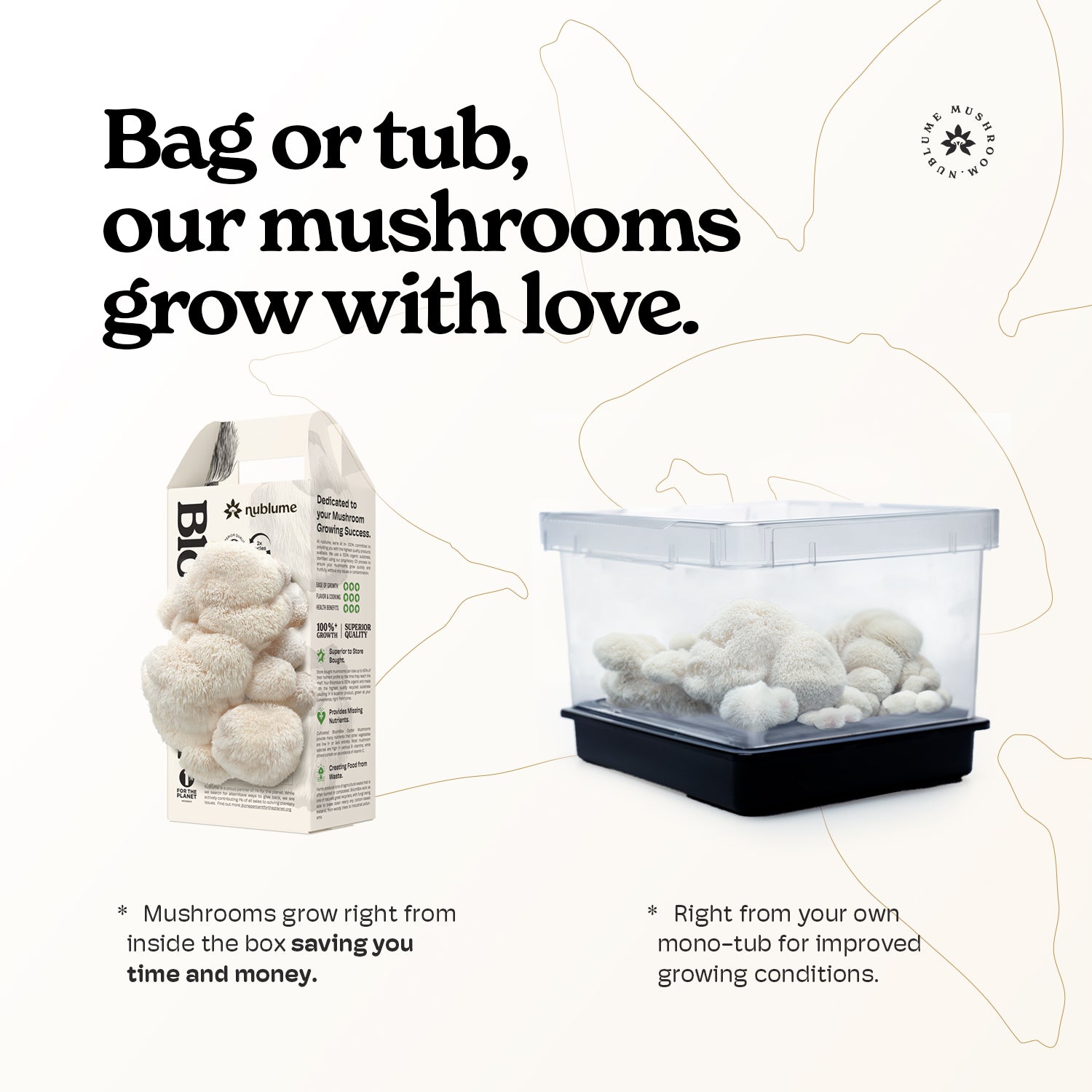 Nublume BloomBox Lion's Mane Mushroom Grow Kit with all-natural materials, ideal for beginners, featuring harvest in 7-14 da