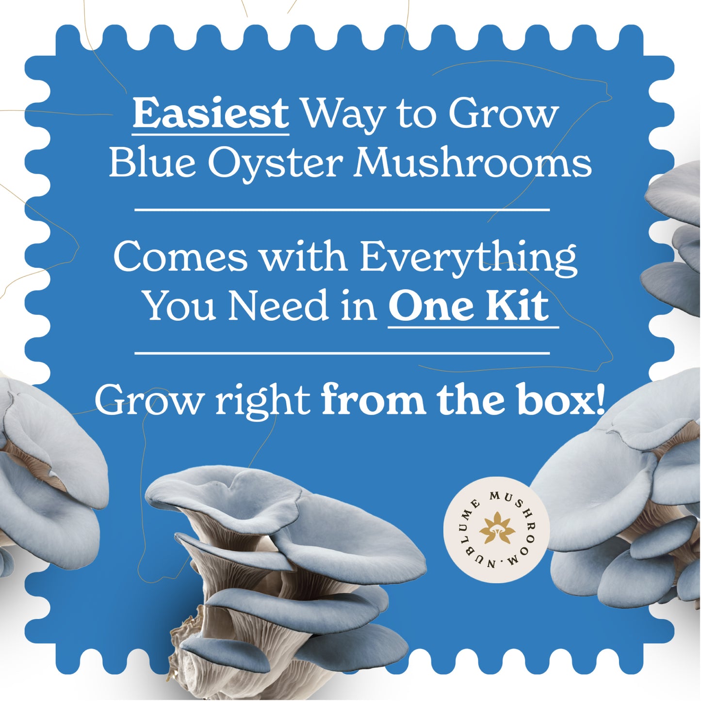 BloomBox Blue Oyster Mushroom Growing Kit by Nublume Mushroom, featuring a natural substrate and step-by-step instructions.