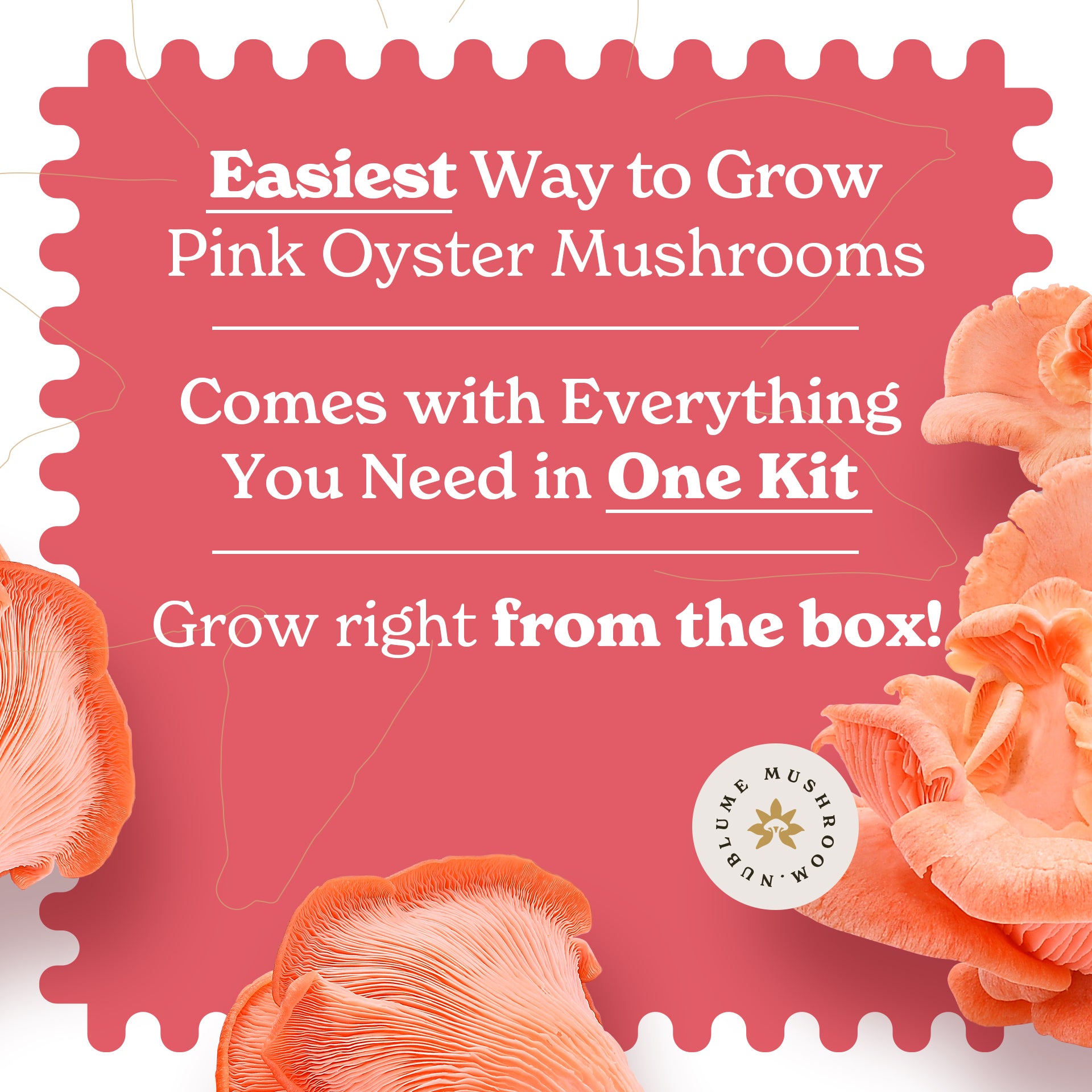 Pink oyster mushroom grow kit by Nublume Mushroom, featuring natural nutrients and beginner-friendly design.