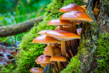 6 Of The Easiest Mushrooms To Grow