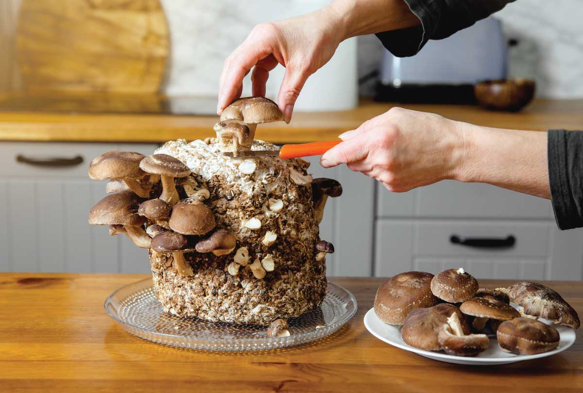 Common Mistakes in Mushroom Cultivation: Avoid These Pitfalls