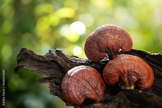 Everything You Need to Know About Reishi Mushrooms