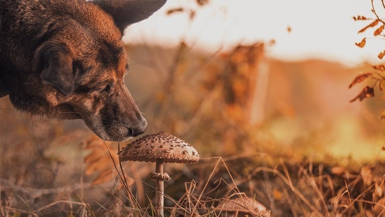 Can Dogs Eat Mushrooms? Everything You Need To Know About Mushroom Toxicity In Dogs