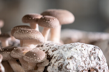 Everything You Need to Know About Mushroom Mycelium