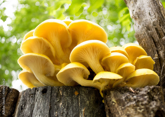 Everything You Need to Know About Yellow Oyster Mushrooms
