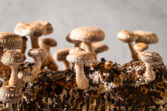 How to Grow Delicious Mushrooms At Home With A Mushroom Growing Kit