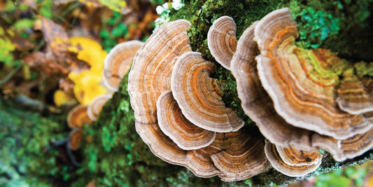 Everything You Need to Know About Medicinal Mushrooms