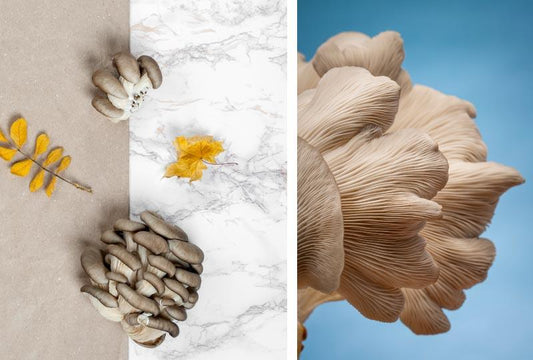 Blue Oyster Mushroom Benefits: 7 Reasons to Incorporate Them Into Your Diet - Nublume