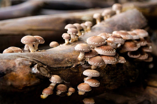 Growing Shiitake Mushrooms: The Ultimate Guide