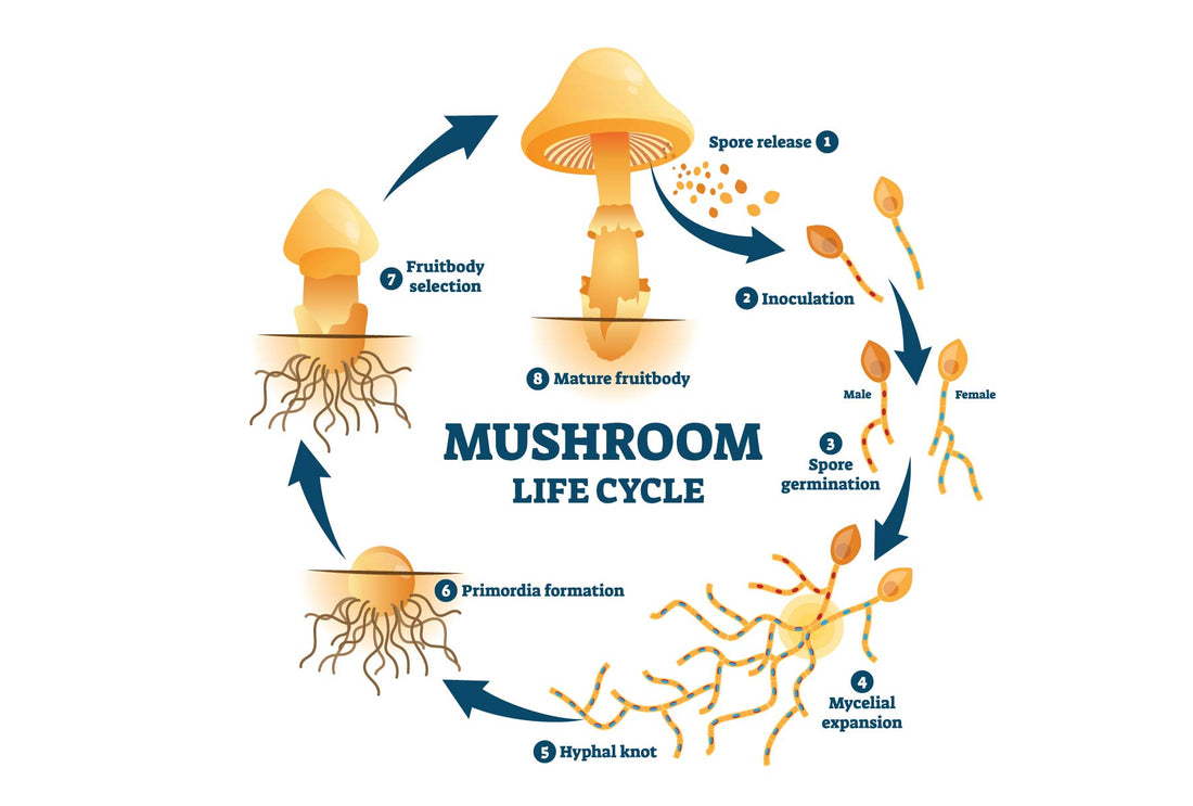 The Many Parts of a Mushroom: A Comprehensive Guide