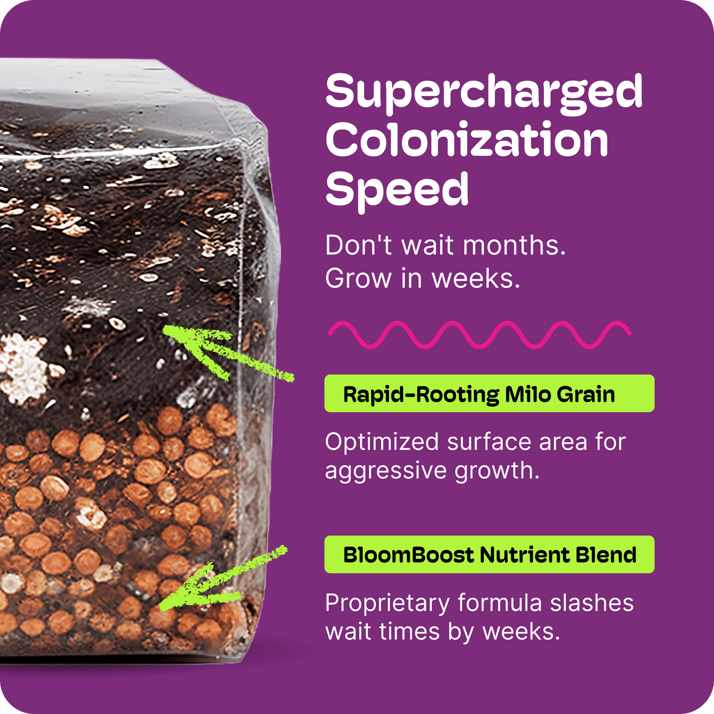 ShroomBloom Mushroom Growing Kit 4LB All-in-One Grow Bag with High-Yield Dung-Loving Substrate & Injection Port for Beginner Magic Mycology & Medicinal Species (USA Made)