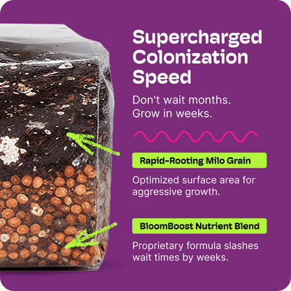 ShroomBloom Mushroom Growing Kit 4LB All-in-One Grow Bag with High-Yield Dung-Loving Substrate & Injection Port for Beginner Magic Mycology & Medicinal Species (USA Made)